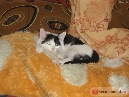 Історія кошеня, який дуже хотів жити (який) Історія кошеня, який дуже хотів жити