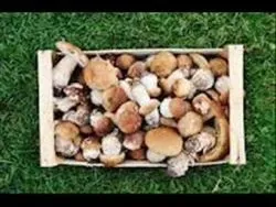 Яка наука вивчає гриби - науковий довідник (наука) Яка наука вивчає гриби - науковий довідник