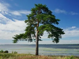 З якого дерева роблять сірники (якого) З якого дерева роблять сірники
