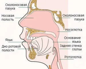 Як швидко вилікувати кашель у дитини 2 роки в домашніх умовах (року) Як швидко вилікувати кашель у дитини 2 роки в домашніх умовах