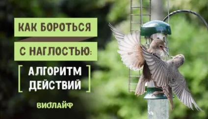 Як боротися з нахабством алгоритм дій