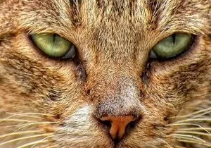 Як розв'язати кота, мурки - сайт про кішок, породи і догляд
