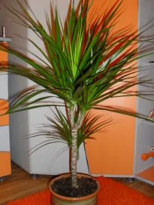 Ahogy dracaena repotted megfelelő otthon kiválasztására bankot, mikor és hogyan vásárlás után