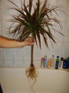 Ahogy dracaena repotted megfelelő otthon kiválasztására bankot, mikor és hogyan vásárlás után