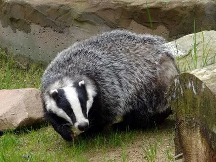 Ce animale hibernează în timpul iernii