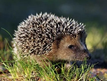 Ce animale hibernează în timpul iernii