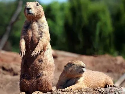 Ce animale hibernează în timpul iernii