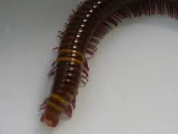 Hogyan lehet megszabadulni a woodlice a lakásban és a ház