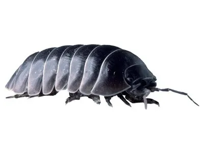 Hogyan lehet megszabadulni a woodlice a lakásban és a ház