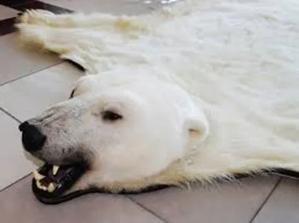 Както Ямал убиват животни от червената книга по заповед на богатите