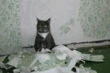 Hogyan elválaszt macska karcolás tapéta