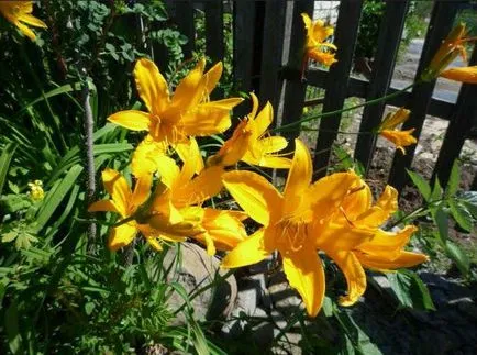 Как да се пресаждат на Daylily - плодове и зеленчуци градината