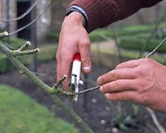 Hogyan növény almafák az ősszel, és milyen problémák merülhetnek fel a kertész