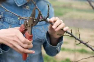 Как да се засадят ябълкови дървета през есента, и какви проблеми могат да възникнат в градинаря