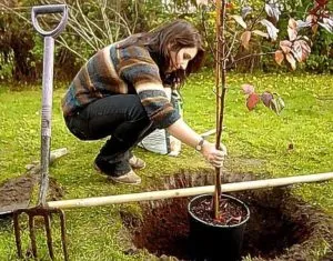 Cum de a planta meri în toamna, și ce probleme pot apărea în grădinar