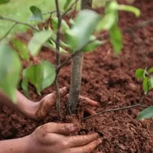 Cum de a planta meri în toamna, și ce probleme pot apărea în grădinar