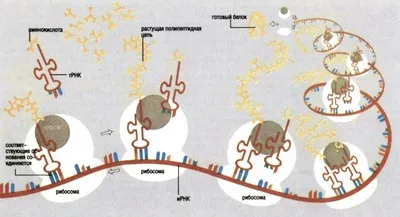 Както се появява протеинова синтеза