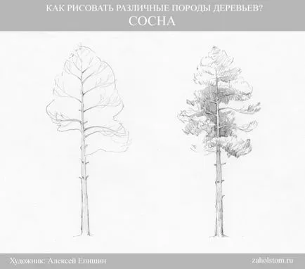Cum de a desena diferite tipuri de arbori