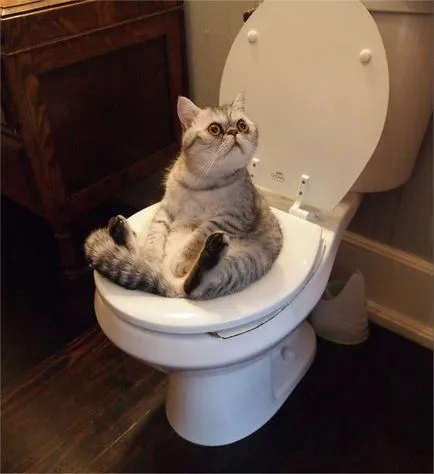 Как да научим котка да го понижи в тоалетната