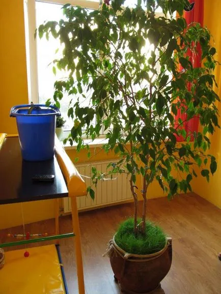 Cum de a face o picurare pentru plante de apartament