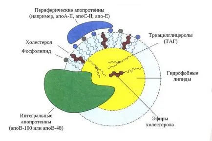 Cum de a reduce LDL în sânge de tip dieta, medicina si populare remedii