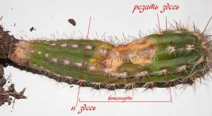 Cum să aibă grijă de un cactus în casă, de transfer, reproducerea