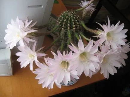 Hogyan törődik egy kaktusz az otthoni, transzfer, reprodukció