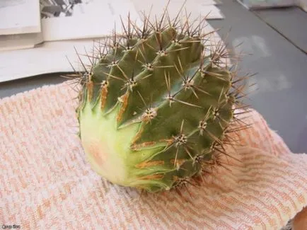 Cum să aibă grijă de un cactus în casă, de transfer, reproducerea