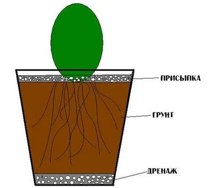 Как да се грижим за кактус в дома, прехвърляне, възпроизводството