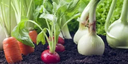 Hogyan zöldséget az erkélyen - az új módszerek