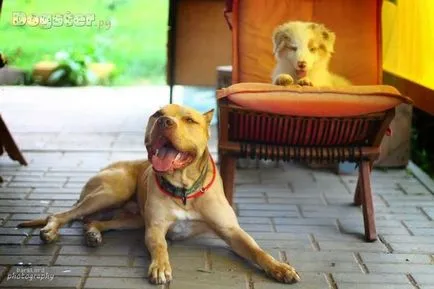 Se pare ca un pit bull decât aceasta rasa celebru de câine