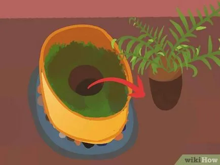 Hogyan növekszik a páfrány a szobában