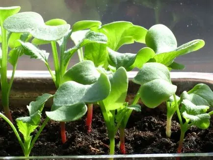 Hogyan zöldséget az erkélyen - az új módszerek