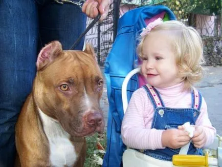 Se pare ca un pit bull decât aceasta rasa celebru de câine