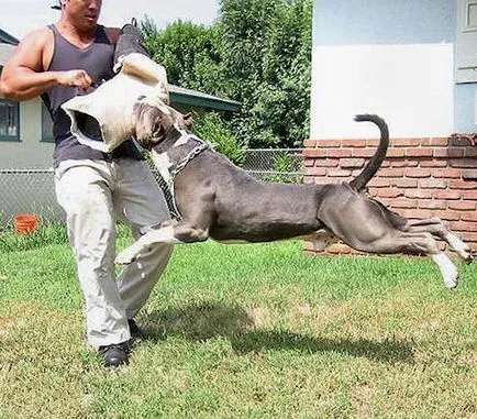 Se pare ca un pit bull decât aceasta rasa celebru de câine