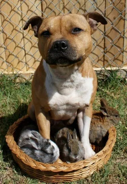 Se pare ca un pit bull decât aceasta rasa celebru de câine