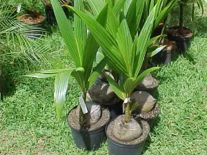 Как да расте едно кокосова палма у дома