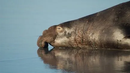 Cum de a trăi și de rasa foci elefant