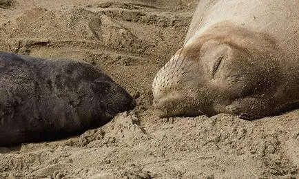 Cum de a trăi și de rasa foci elefant