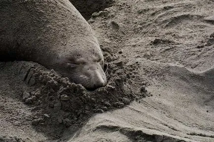 Cum de a trăi și de rasa foci elefant