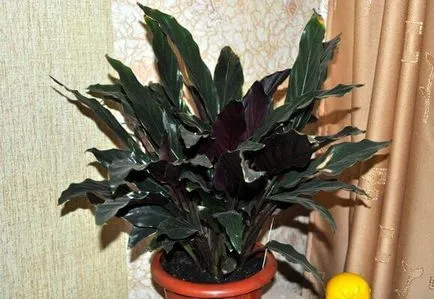 Saffron Calathea ápolási otthon, fotó és videó