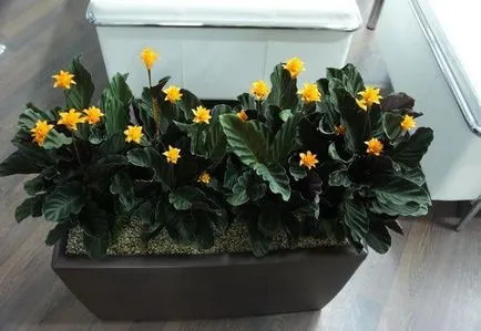 Saffron Calathea ápolási otthon, fotó és videó