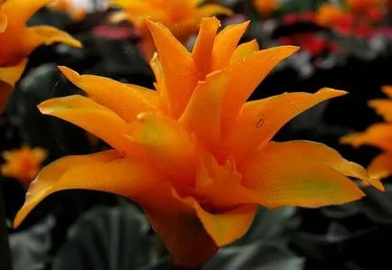 Saffron Calathea ápolási otthon, fotó és videó