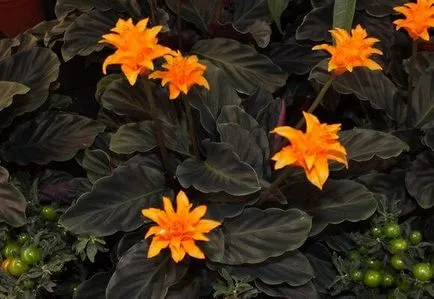 Saffron Calathea ápolási otthon, fotó és videó