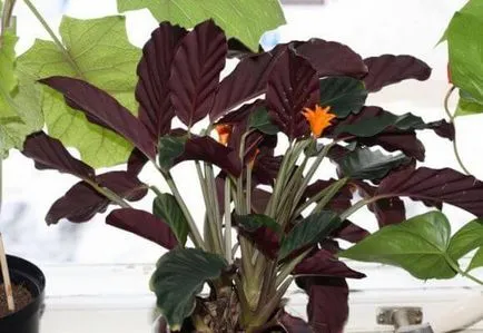 Saffron Calathea ápolási otthon, fotó és videó