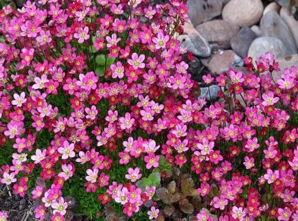 Saxifrage fotografie și specii, de plantare și îngrijire în câmp deschis