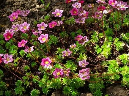 Saxifrage fotografie și specii, de plantare și îngrijire în câmp deschis