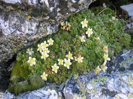 Saxifrage fotografie și specii, de plantare și îngrijire în câmp deschis