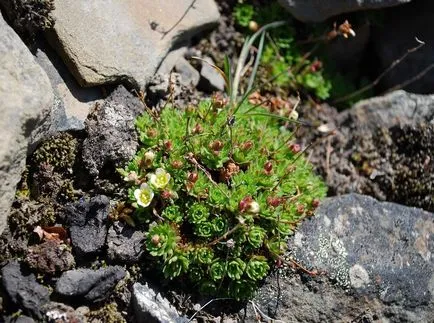 Saxifrage fotografie și specii, de plantare și îngrijire în câmp deschis