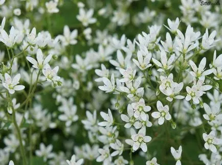 Saxifrage fotografie și specii, de plantare și îngrijire în câmp deschis